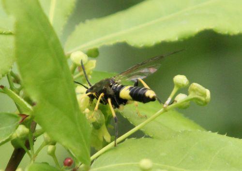 Tenthredo temula tenthredo temula romi 28 avril 2012 001.jpg