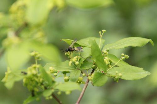 Tenthredo temula euo alatus romi 28 avril 2012 001 (1).jpg