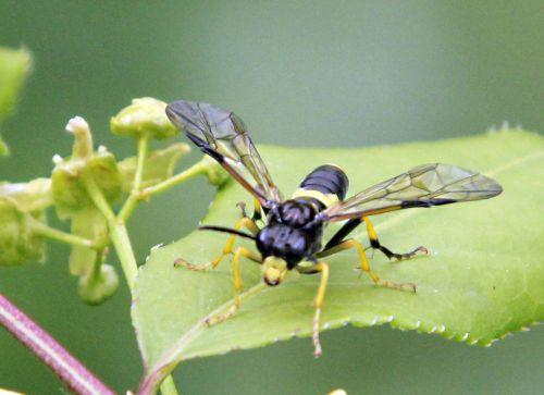Tenthredo temula tenthredo temula romi 28 avril 2012 p 001 (4).jpg