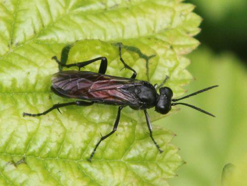 Tenthredo temula tenthrède romi 17 mai 2012 015.jpg