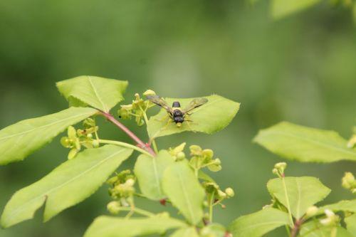 Tenthredo temula euo alatus romi 28 avril 2012 001 (3).jpg