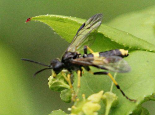 Tenthredo temula tenthredo temula romi 28 avril 2012 p 001 (1).jpg