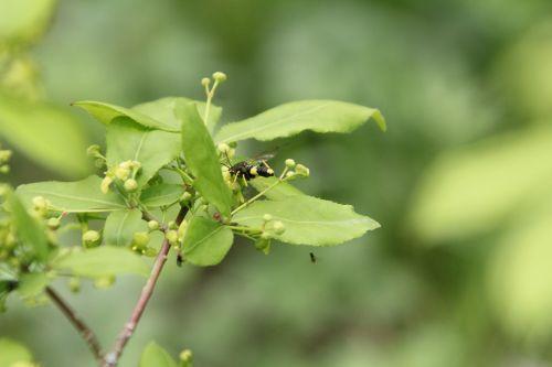 Tenthredo temula euo alatus romi 28 avril 2012 001.jpg