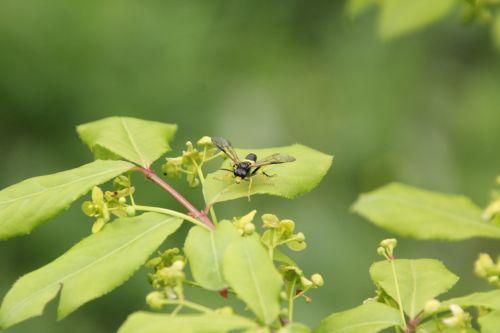 Tenthredo temula euo alatus romi 28 avril 2012 001 (4).jpg
