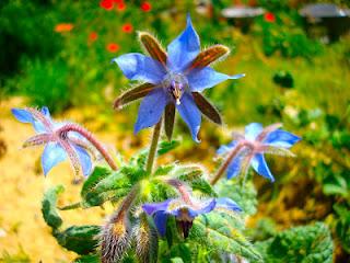De la bourrache dans le jardin De la bourrache dans le jardin