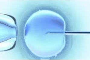 FIV: Les cellules cumulus révèlent «le bon œuf» – Human Reproduction