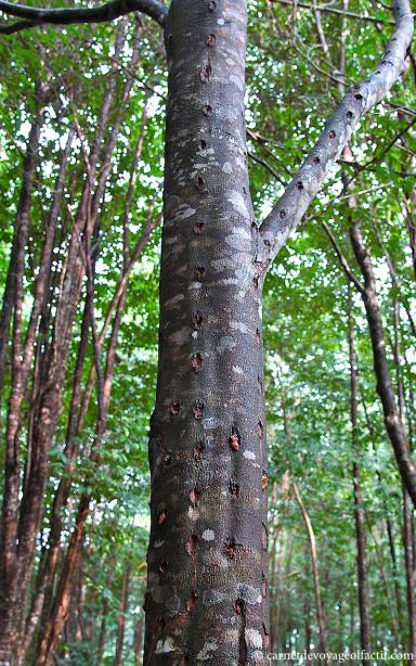 À la recherche du mystérieux Bois de Oud, Thaïlande