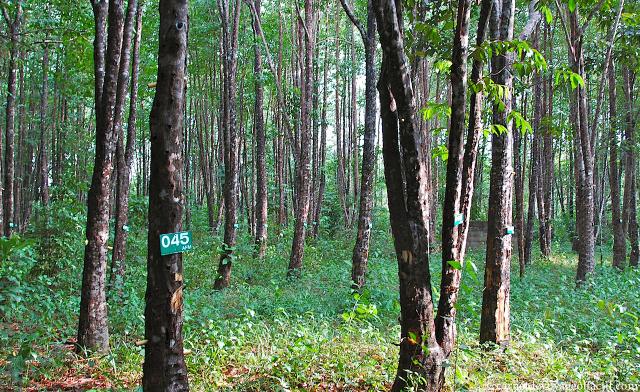 À la recherche du mystérieux Bois de Oud, Thaïlande