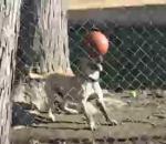 vidéo chien ballon équilibre museau