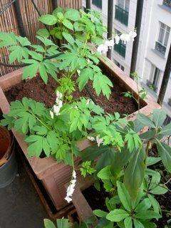 V'la le printemps, mon blog est né !