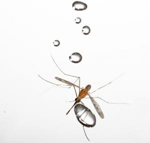 TRAUMA: Mais comment les moustiques peuvent-ils survivre à la pluie? – PNAS