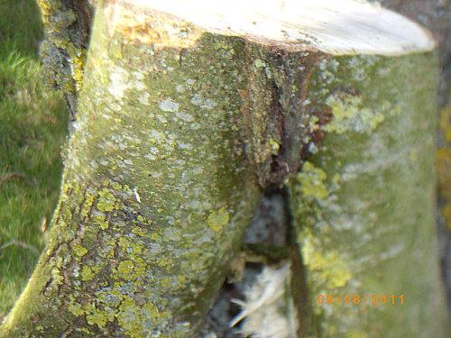 Voici la bien triste histoire de Mme Saule Pleureur... 177.JPG