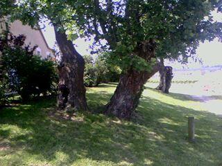 Voici la bien triste histoire de Mme Saule Pleureur... 004.jpg