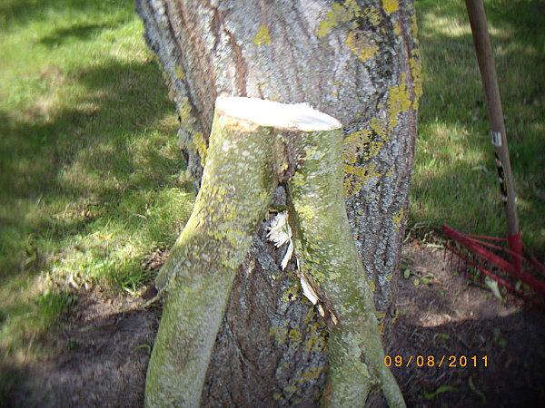 Voici la bien triste histoire de Mme Saule Pleureur... 175