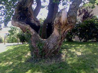 Voici la bien triste histoire de Mme Saule Pleureur... 006.jpg