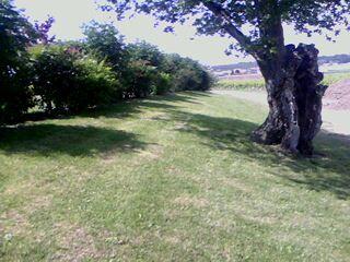 Voici la bien triste histoire de Mme Saule Pleureur... 005.jpg