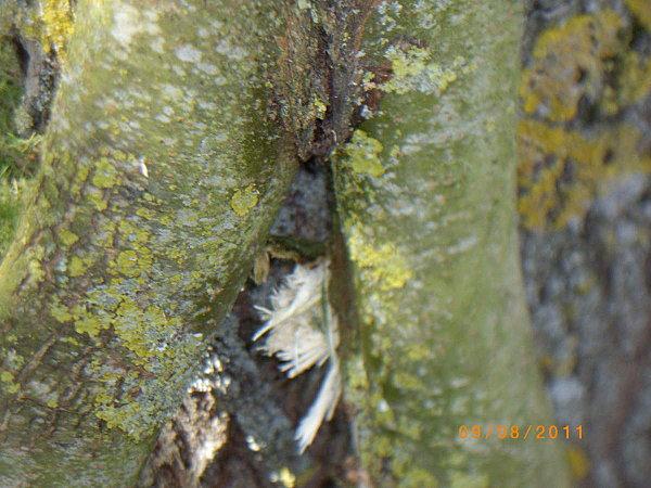 Voici la bien triste histoire de Mme Saule Pleureur... 176.JPG