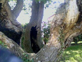 Voici la bien triste histoire de Mme Saule Pleureur... 007.jpg