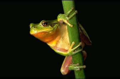 L’éléphant qui perdit son oeil L’éléphant qui perdit son oeil