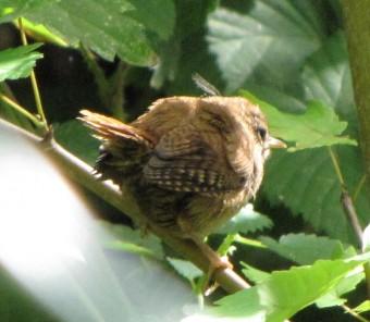 Le troglodyte mignon 120608 Troglodyte mignon (1).jpg