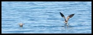oiseaux iles kuriat oiseaux iles kuriat