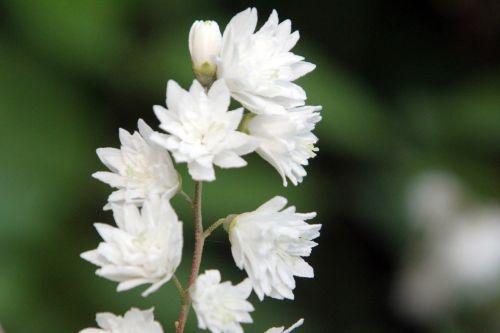 deutzia 3 veneux 7 juin 2012 030.jpg