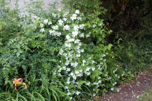 philadelphus 1 veneux 7 juin 2012 040.jpg