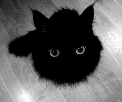 bouledepoils En fait mon chat est un génie !