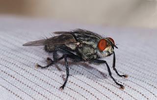 Entomologie Entomologie