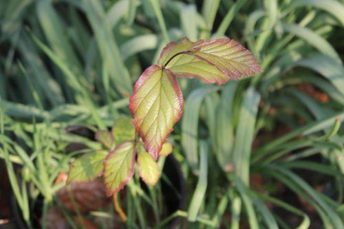 Qui suis-je ? veneux 6 avril 2012 001.jpg