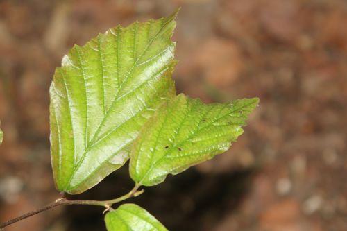 Qui suis-je ? arbre inconnu 10 juin 2012 005.jpg