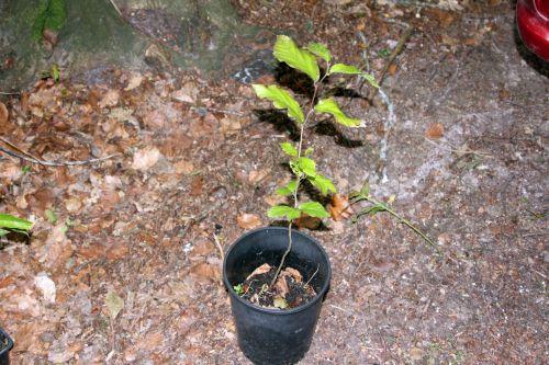 Qui suis-je ? arbre inconnu 10 juin 2012 002.jpg