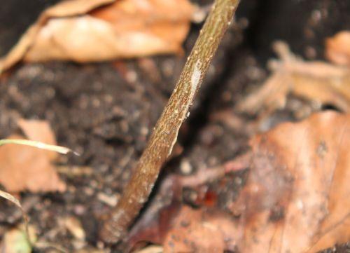 Qui suis-je ? arbre inconnu tronc 10 juin 2012 007.jpg