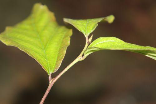 Qui suis-je ? arbre inconnu 10 juin 2012 012.jpg