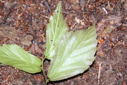 Qui suis-je ? arbre inconnu envers 10 juin 2012 017.jpg