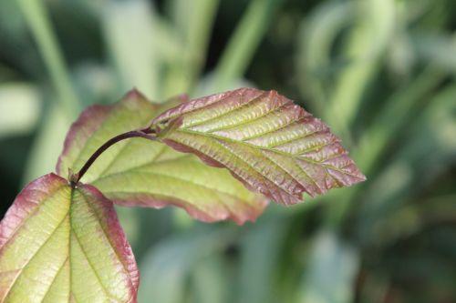 Qui suis-je ? veneux 6 avril 2012 002.jpg