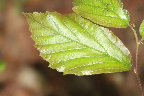 Qui suis-je ? arbre inconnu 10 juin 2012 015.jpg