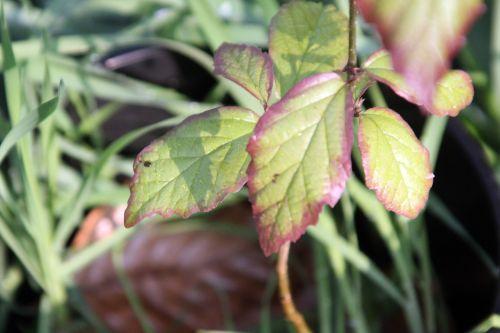 Qui suis-je ? veneux 6 avril 2012 004.jpg