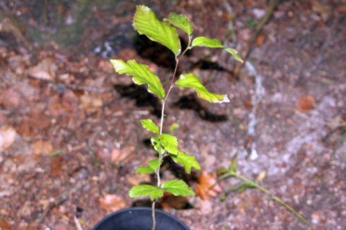 Qui suis-je ? arbre inconnu 10 juin 2012 003.jpg