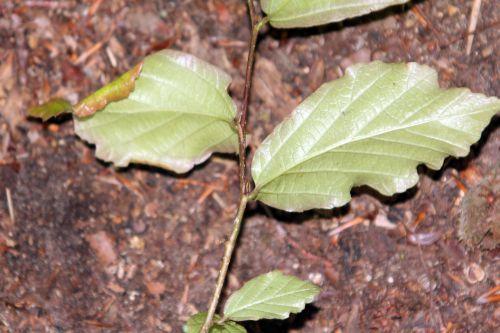 Qui suis-je ? arbre inconnu envers 10 juin 2012 019.jpg