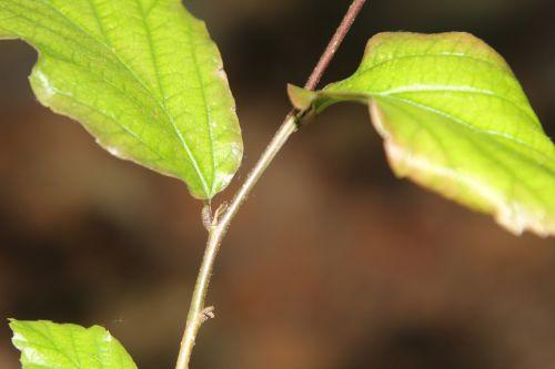 Qui suis-je ? arbre inconnu 10 juin 2012 011.jpg