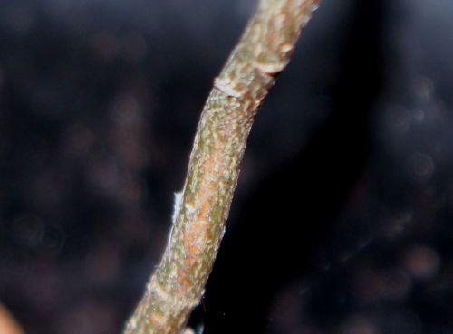 Qui suis-je ? arbre inconnu tronc 10 juin 2012 010.jpg