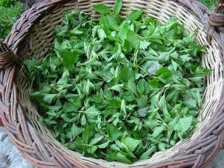 Plantes sauvages, régalez-vous avec ! Plantes sauvages, régalez-vous avec !