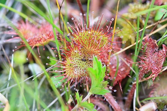 drosera rotundifolia drosera rotundifolia