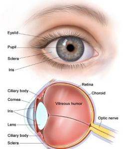 FIV: Pas de risque accru de tumeur de l’œil pour l’enfant  – Human Reproduction