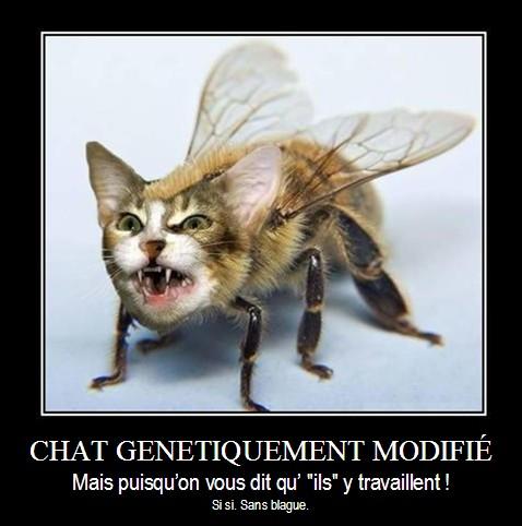 Chat OGM - mais si, puisqu'on vous dit qu'ils y travaillent ! Chat OGM - mais si, puisqu'on vous dit qu'ils y travaillent !