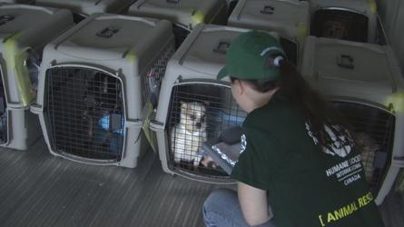 Usine à chiots 64 chiens rescapés en Montérégie