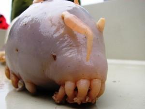 10 bizarres espèces d'animaux découvertes récemment 10 bizarres espèces d'animaux découvertes récemment