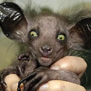 10 bizarres espèces d'animaux découvertes récemment 10 bizarres espèces d'animaux découvertes récemment