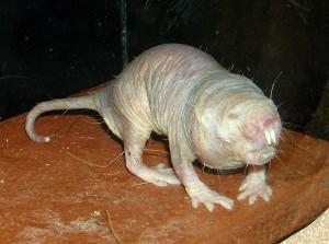 10 bizarres espèces d'animaux découvertes récemment 10 bizarres espèces d'animaux découvertes récemment